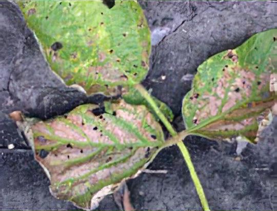 Leaf and stem rot