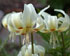Erythronium californicum 'White Beauty'