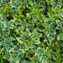 Euonymus fortunei 'Emerald 'n' Gold'