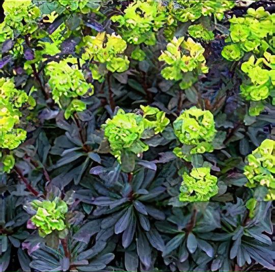 Euphorbia amygdaloides 'Purpurea'