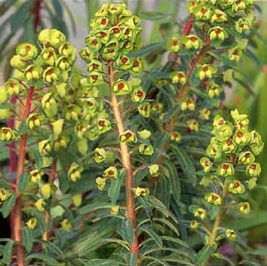 Euphorbia x martini