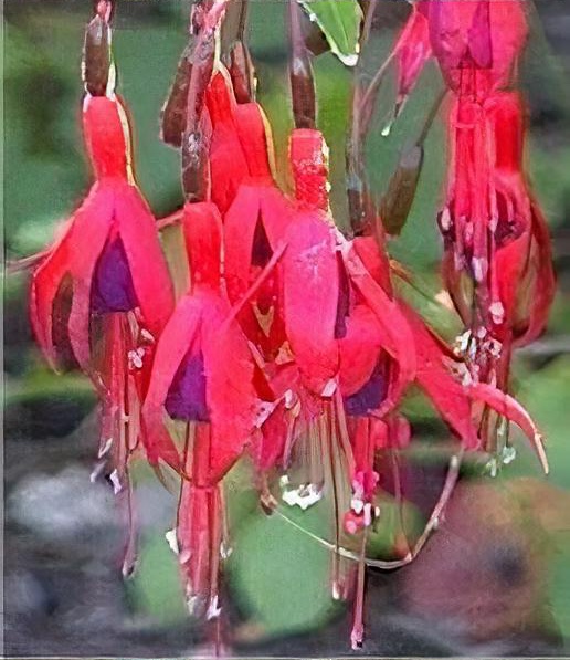 Fuchsia 'Riccartonii'