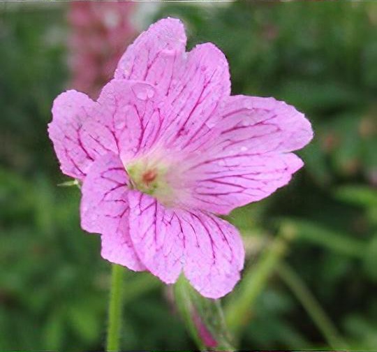 Geranium endressii 'Wargrave's Pink'