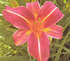 Hemerocallis 'Neyron Rose'