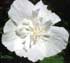 Hibiscus syriacus 'White Chiffon'