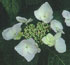 Hydrangea macrophylla 'Mariesii Grandiflora'