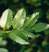 Ilex x koehneana 'Chestnut Leaf'