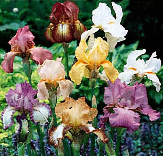 Iris germanica