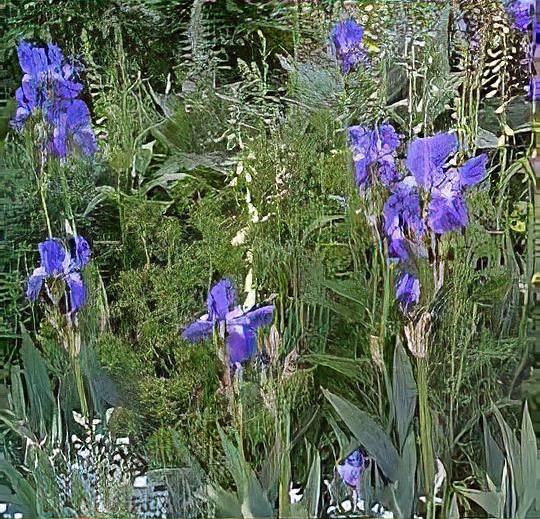 Iris pallida subsp. pallida