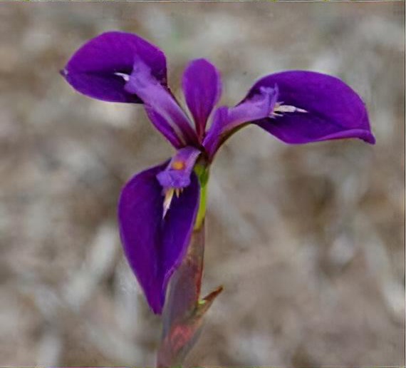 Iris x robusta 'Gerald Darby'