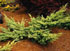 Juniperus x pfitzeriana 'Sulphur Spray'