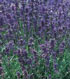Lavandula angustifolia 'Folgate'