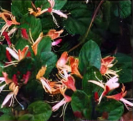 Lonicera japonica var. repens