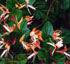 Lonicera japonica var. repens