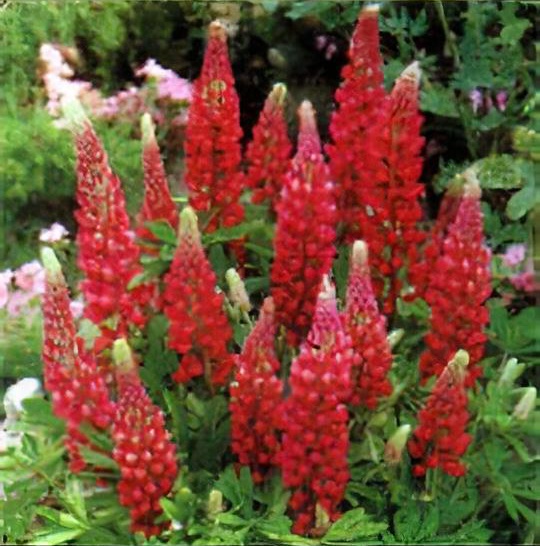 Lupinus 'My Castle' (Band of Nobles Series)