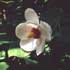 Magnolia sieboldii subsp. sinensis