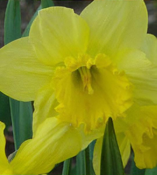 Narcissus 'Carlton'
