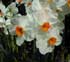 Narcissus 'Geranium'
