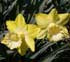 Narcissus 'Gin and Lime'