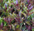 Osmanthus heterophyllus 'Purpureus'