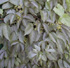 Parthenocissus himalayana var. rubrifolia