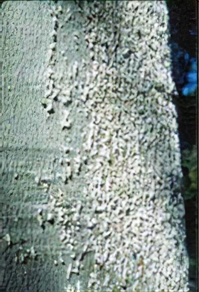 Beech bark scale