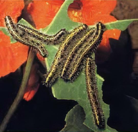 Cabbage caterpillars