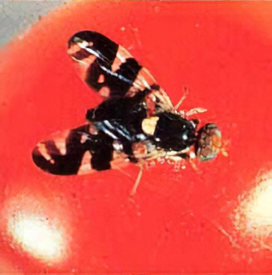 Cherry black fly