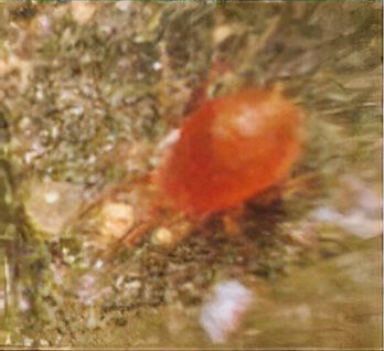 Glasshouse red spider mite