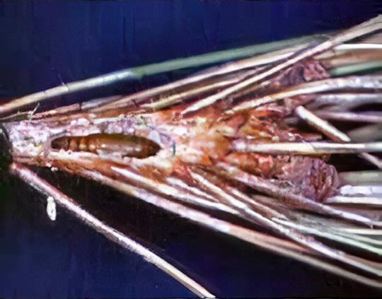 Pine shoot moth