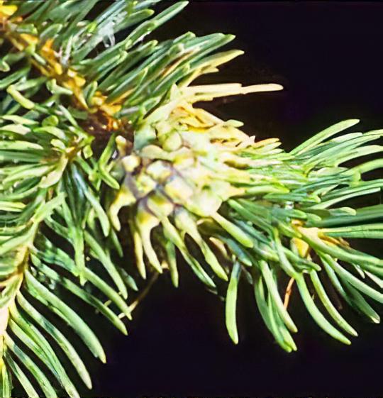 Pineapple gall adelgid on spruce trees