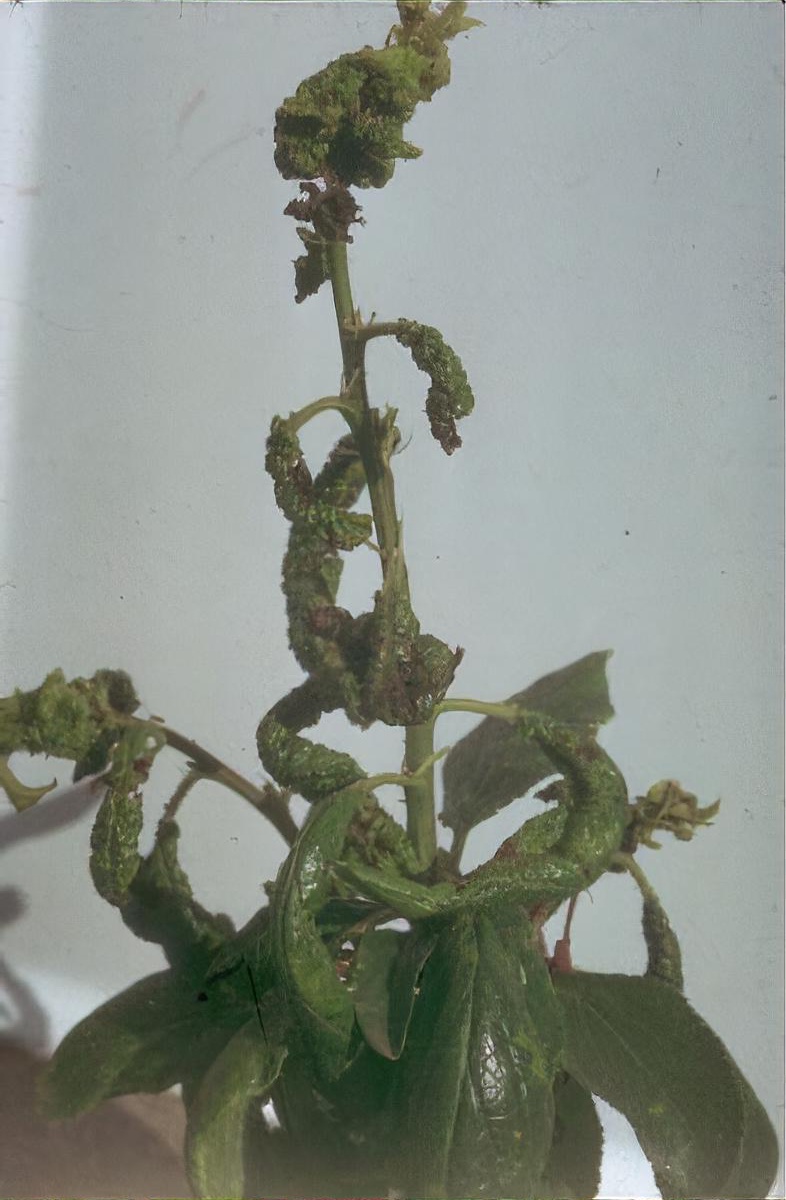 Plum leaf-curling aphid