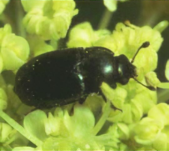 Pollen beetles