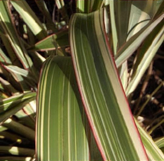 Phormium cookianum subsp. hookeri 'Tricolor'