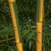 Phyllostachys bambusoides 'Castilloni'