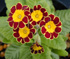 Primula Gold-laced Group 'Gold Lace Scarlet'