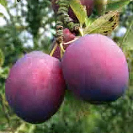 Prunus domestica 'Marjorie's Seedling'