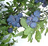 Prunus insititia 'Farleigh Damson'