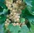 Ribes rubrum 'White Grape'