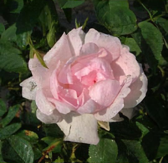 Rosa 'Celeste'
