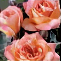 Rosa 'fragrant delight' 