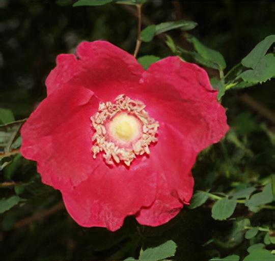 Rosa 'Geranium'