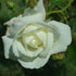 Rosa 'New Dawn White'