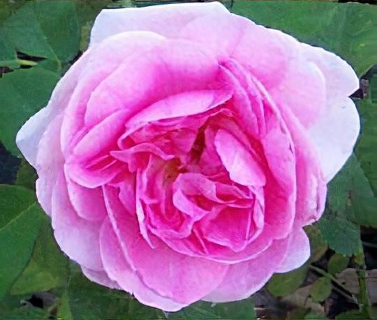 Rosa 'Gertrude Jekyll'