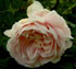 Rosa pimpinellifolia 'Andrewsii'