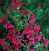 Salvia x jamensis 'Raspberry Royale'