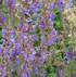 Salvia pratensis Haematodes Group