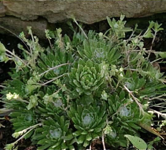 Saxifraga 'Lutea' (paniculata)