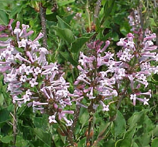 Syringa pubescens subsp. patula 'Miss Kim'