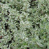 Thymus vulgaris 'Silver Posie'